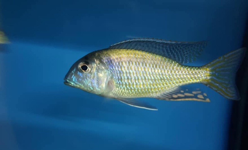 Tramitichromis lituris 'Mdoka'